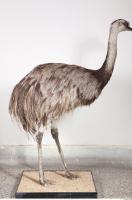 Emus body photo reference 0046